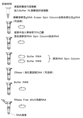 TaKaRa MiniBEST Universal RNA Extraction Kit