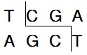 Taq I (TthHB8 I)