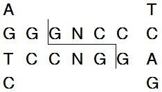 EcoO109 I (Dra II)