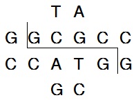 BspT107 I (HgiC I)