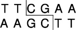 BspT104 I (Asu II, Nsp V)