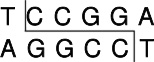 Acc III (BspM II)