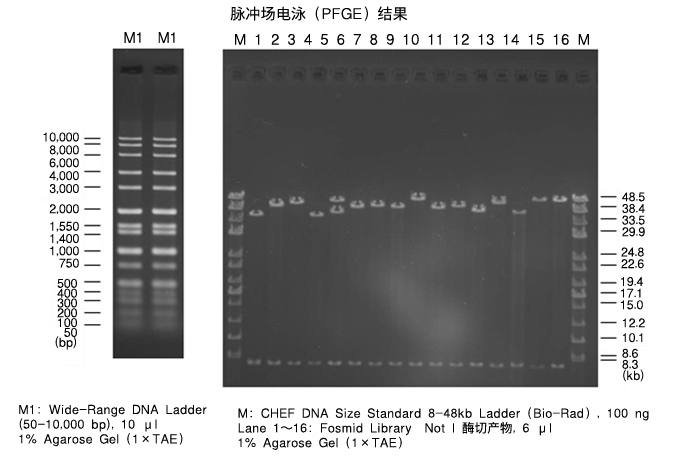 PrimeGel&trade; Agarose GOLD 3-40K