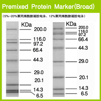 Premixed Protein Marker (Broad)