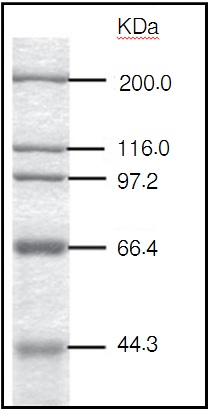 Protein Molecular Weight Marker (High)
