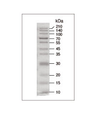 CLEARLY Stained Protein Ladder