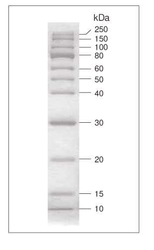 CLEARLY Protein Ladder (Unstained)