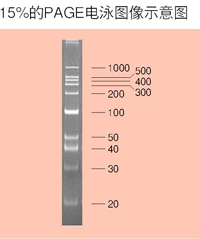 siRNA Ladder Marker