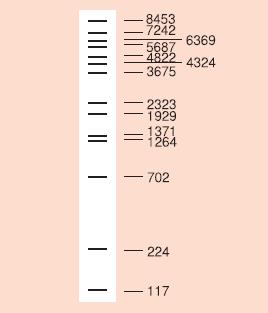 λ-BstP I digest