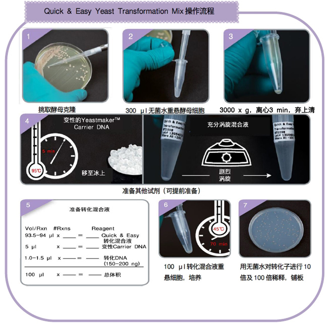 快速 & 简便 酵母转化