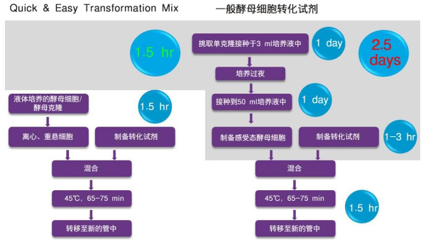 快速 & 简便 酵母转化