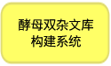 酵母双杂交文库构建