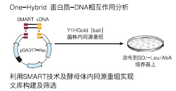 Matchmaker Gold酵母单杂交系统