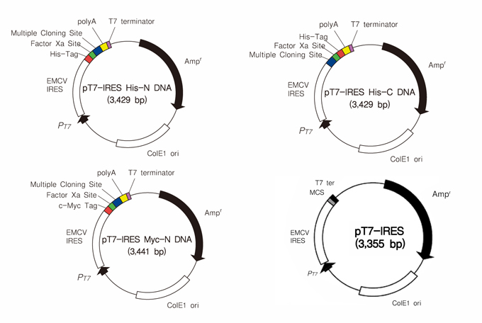 Human Cell-Free Protein Expression System