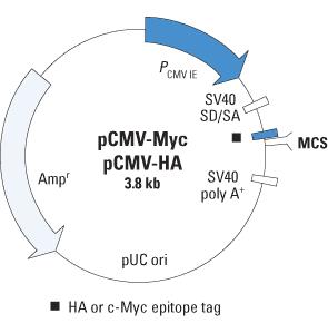 Myc-Tagged & HA-标签载体
