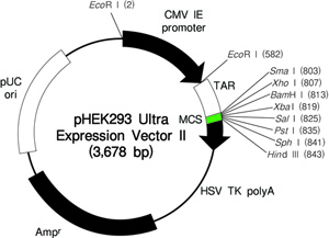 pHEK293 Ultra Expression Vector