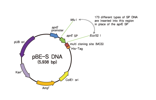 B. subtilis Secretory Protein Expression System