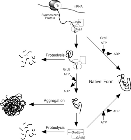 Chaperone Plasmid Set