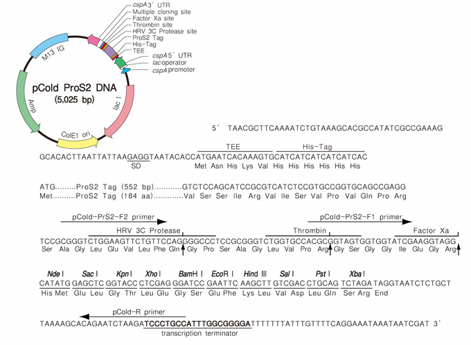 pCold&trade; ProS2 DNA