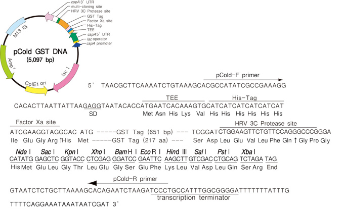 pCold&trade; GST DNA