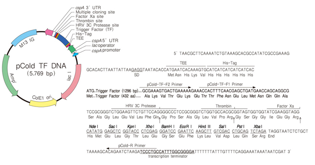 pCold&trade; TF DNA