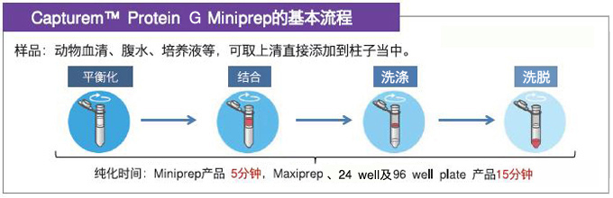 protein G原理的抗体快速纯化柱—Capturem™ 膜技术