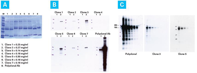 protein A原理的抗体快速纯化柱—Capturem&trade; 膜技术