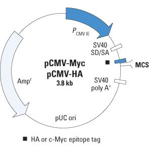 pCMV-Myc & pCMV-HA 载体套装