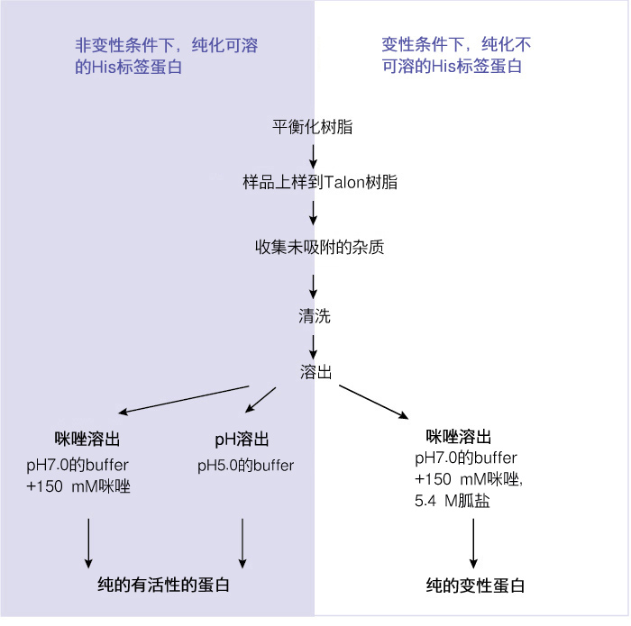 钴离子树脂-细胞粗提液样品