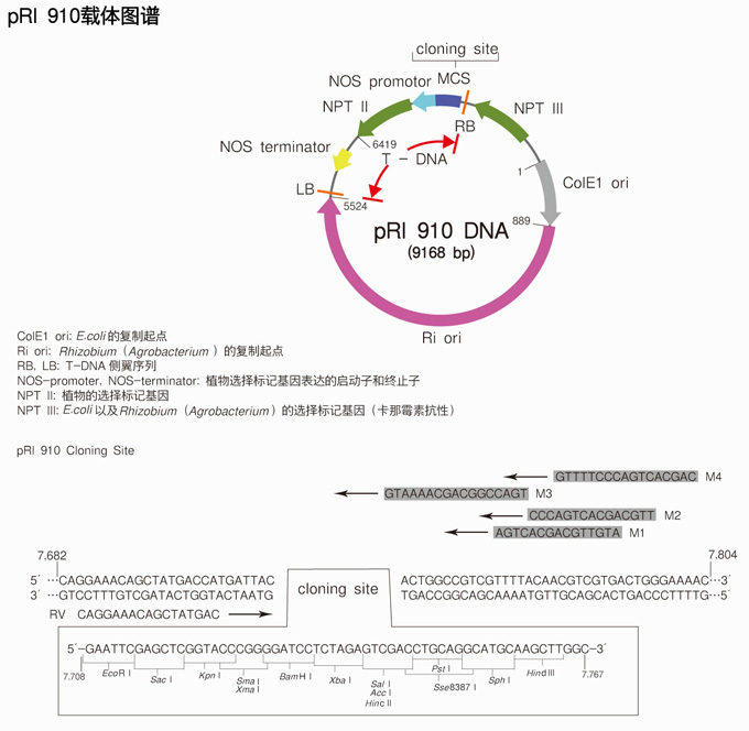pRI 910 DNA