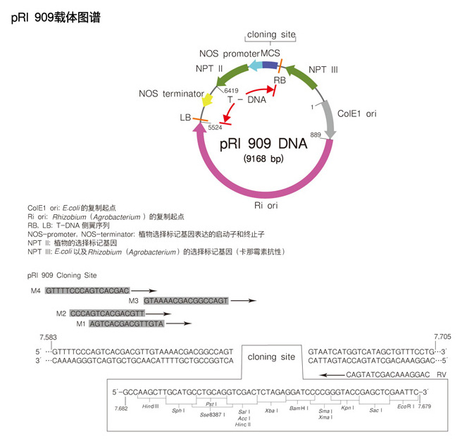 pRI 909 DNA
