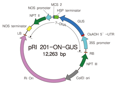 pRI 201-ON-GUS DNA