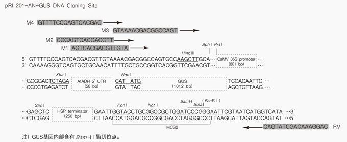 pRI 201-AN-GUS DNA