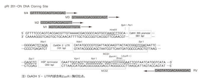 pRI 201-ON DNA