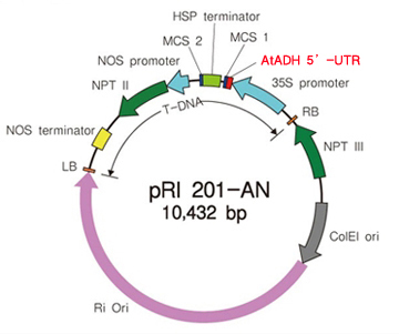 pRI 201-AN DNA