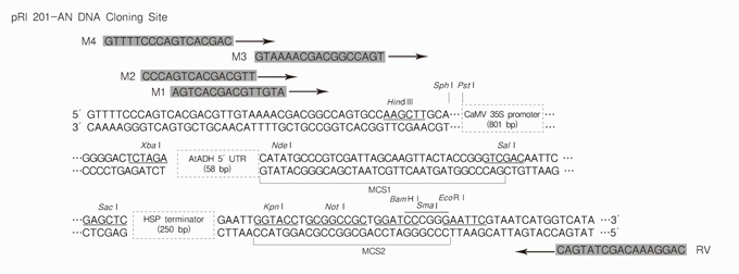 pRI 201-AN DNA