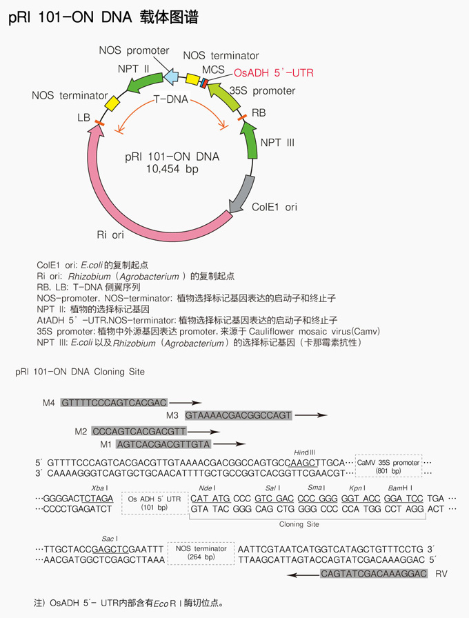 pRI 101-ON DNA