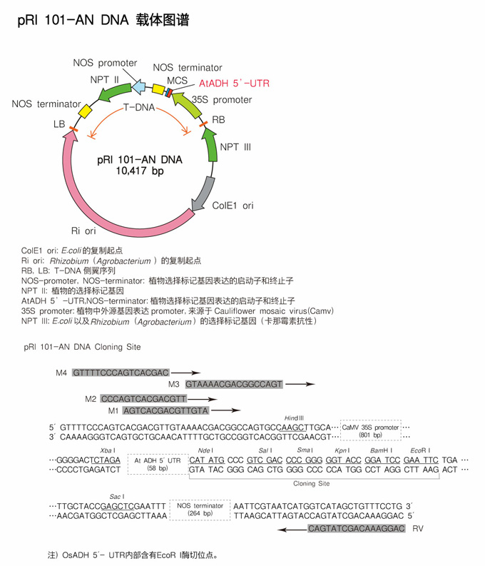 pRI 101-AN DNA