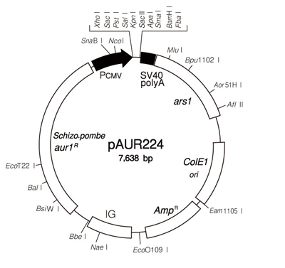 pAUR224 DNA