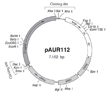 pAUR112 DNA