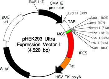 pHEK293 Ultra Expression Vector