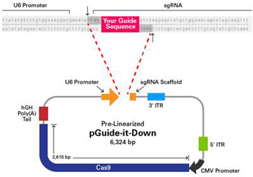AAVpro&reg; CRISPR/Cas9 Vector System