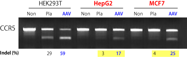 AAVpro&reg; CRISPR/Cas9 Vector System