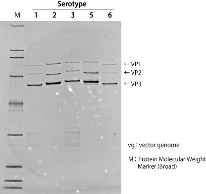 AAVpro® Purification Kit (All Serotypes)