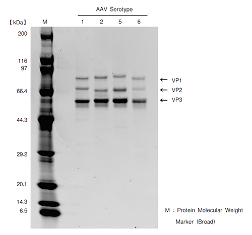 AAVpro&reg; Cell & Sup. Purification Kit Maxi (All Serotypes)