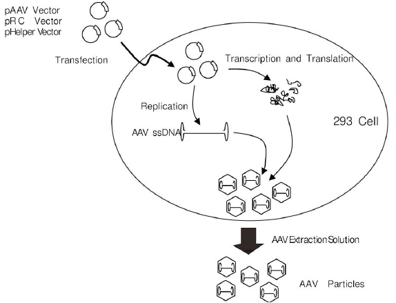 AAVpro&reg; Helper Free System (AAV-CRE Recombinase)