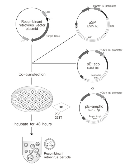 Retrovirus Packaging Kit Ampho