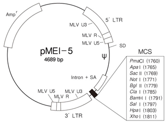 pMEI-5 DNA