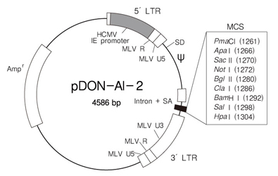 pMEI-5 Neo DNA