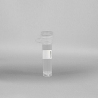 Lenti-X 293T 细胞系